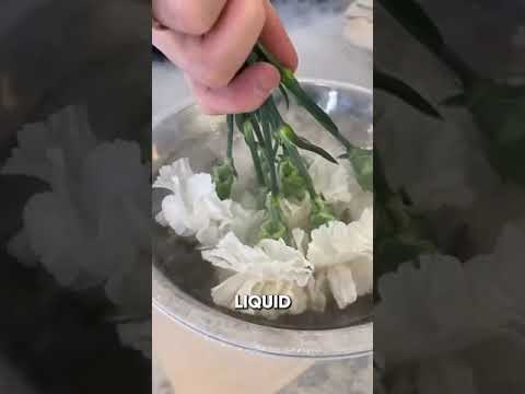 Romantic Liquid Nitrogen Flower Trick