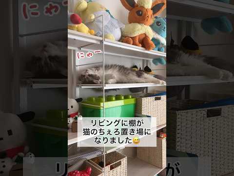 リビングの棚でくつろぐ猫のちぇろ #shorts #cat