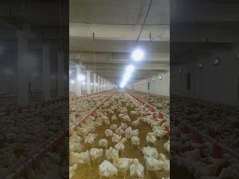 poultry farm #broiler_poultry_farm  #henfarminginpakistan #birdslover