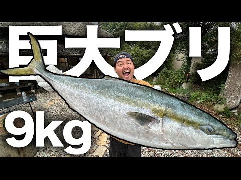 【爆食】9.3kg巨大ブリを丸ごと捌く！脂ノリまくりな刺身を炙り茹でで三色丼とブリ大根にして食べ尽くす！