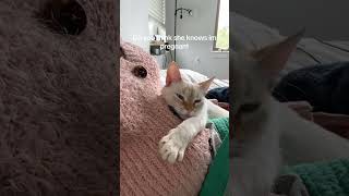 Kitten’s love #cat #catts #catvideos #kitten #cattos #love #catt #cute