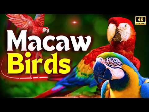 Macaw Bird's Documentary | Tropical World Of Intelligent Parrots | Creative Nature