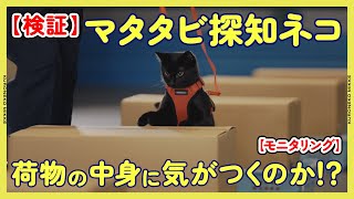 【検証】マタタビ探知猫!?荷物の中にマタタビが入っていたら猫は気がつくの？【モニタリング】#ヤマト運輸 #クロネコみっけ #クロネコヤマト #貨物専用機 #飛行機