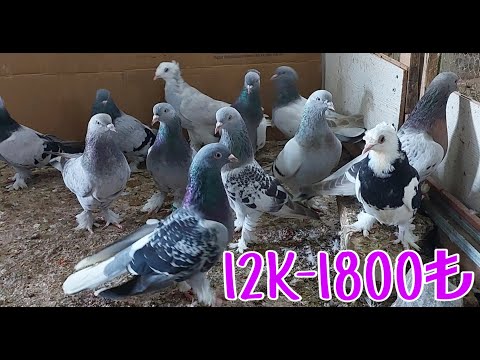 12 Taklacı Oyun Kuşu Güvercin 1800pey.