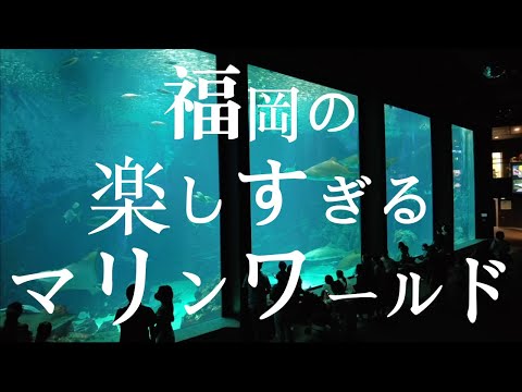 【福岡の楽しすぎるマリンワールド】マリンワールド海の中道　水族館　福岡観光　marine world aquarium Fukuoka Japan　일본　후쿠오카　수족관　마린월드　日本　福冈　水族馆