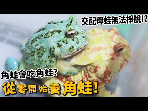 【從零開始養】角蛙!交配母蛙無法掙脫?角蛙居然吃角蛙?【許伯簡芝】