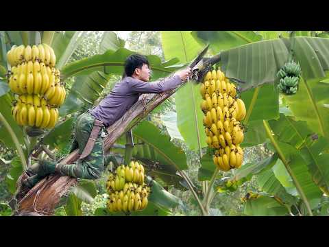 Harvest Big Bananas Go To Market Sell, gardening, grow asparagus. 2 year living off grid in forest