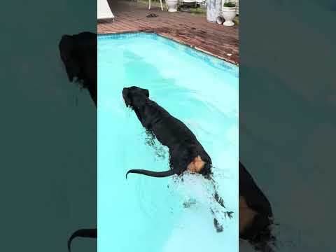 Who can resist a cool pool, running through the sprinkler, or splashing around a muddy puddle?