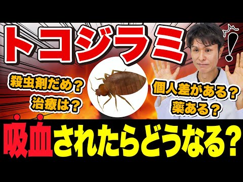 日本で トコジラミ 大発生！皮膚科専門医が教える 症状 ・最新対策・ 駆除方法  | トコジラミ に刺されたらどうなる？症状や刺されないための予防方法