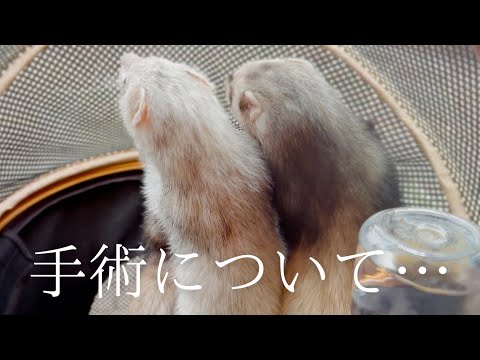 【フェレット】【脾腫】【手術】通院日にまさかの事件…【ferret#1763】