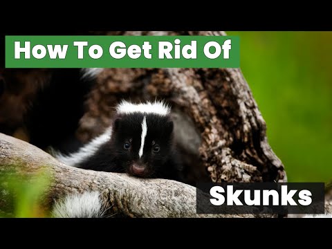 How to Get Rid of Skunks FAST: The Safe and Easy Way