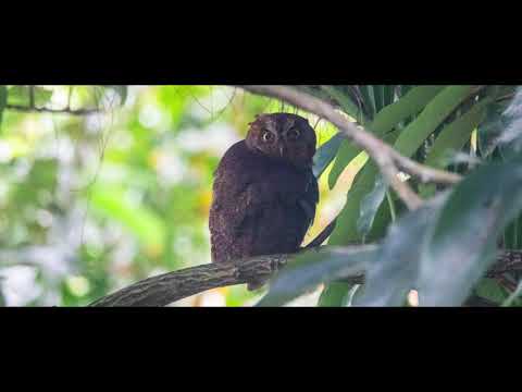 蘭嶼角鴞！超級可愛的『惡靈使者』！