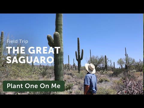 The Great SAGUARO — Ep. 333