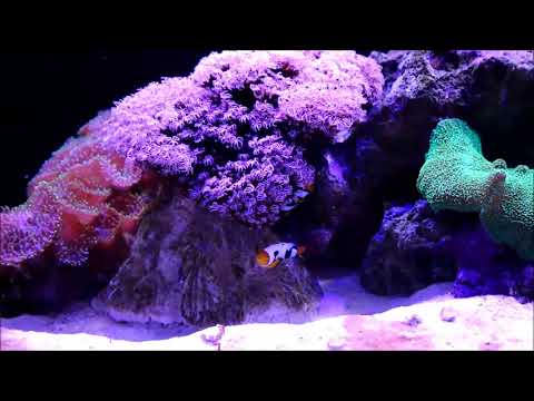 人工達芬奇小丑與笙珊瑚 Davinci Ocellaris Clownfish（Captive-Bred） & Organ Pipe Coral