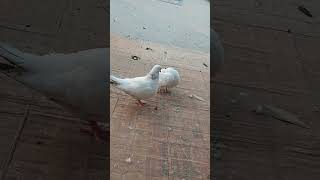 Pigeon lover 🕊️😍❤️ || #youtubeshorts #shortvideo #pigeonvlog #ytshorts #shortvideo #viral