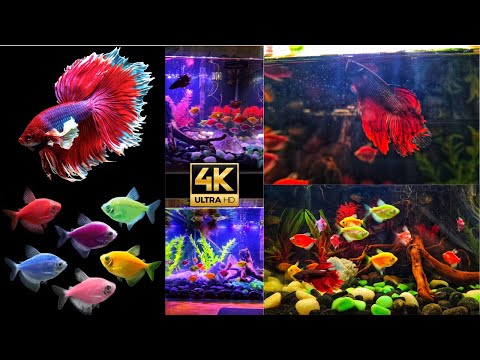 My Betta Fish & Glow Tetra in a 10-Gallon Aquarium:Lighting Showcase #BettaFish #GlowTetra #FishTank