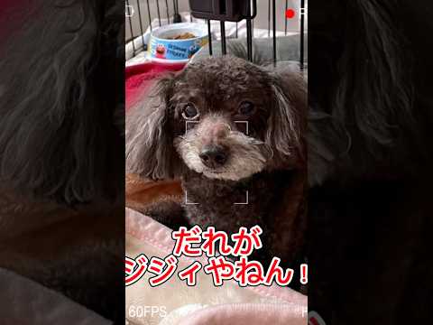 【若さの秘訣✨】シニアでもこのジャンプ力‼️ #ショート #dog #愛犬との暮らし #トイプードル