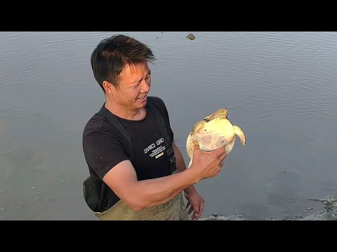 1600 pack fish ponds and drain the water to see what fish there are.