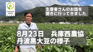 【8月23日】兵庫西農協さんに丹波黒大豆の生育状況のお話を聞きに行ってきました。