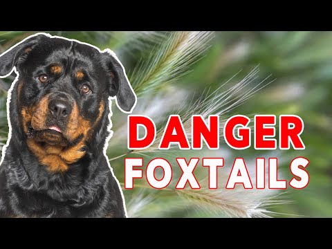 Foxtails can be DANGEROUS to Your Dog