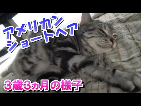 ３歳３ヵ月の様子　（アメリカンショートヘア）