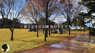 【音風景】雨上がりの公園で聞く鳥のさえずり｜幸せな日常の風景（Fujifilm X-M5・iPhone・DJI Osmo Pocket 3）