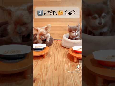 【犬のおやつ 無添加 手づくり】ご飯がワクワク過ぎてよだれを垂らして待つヨーキーくん #犬のいる暮らし #いやしわんこ