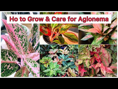 How to Grow & care Aglonema ( Chinese Evergreen)🌿🪴