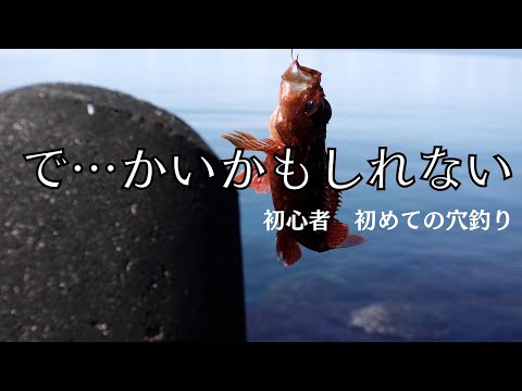 【Fishing in Japan】"It may be bigger than I expected"  Beginner challenged tetrapod fishing