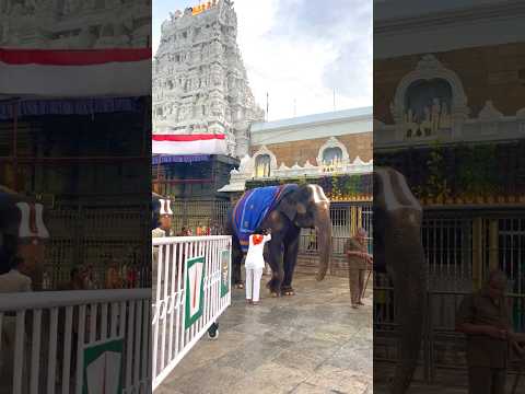 Tirupati Balaji Royal Elephants | तिरुपती बालाजी गज वाहन #shorts #youtubeshorts #trending