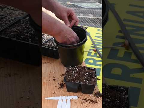 Gardening tips for beginners 🌱🪴 | #shortsvideo #trending #shorts #gardeningtips #viral #shortsviral