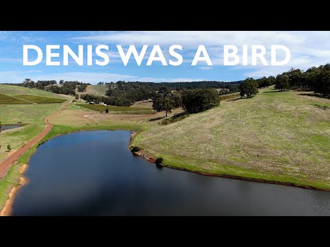 Tom Rosenthal - Denis Was a Bird (Lyric Video)