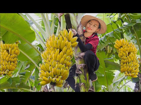 FULL VIDEO 88 DAYS Harvesting Banana - Green Bean - Chili - Pineapple | Goes to the market sell