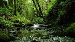 CALMING FOREST SOUNDS, BABBLING STREAM AND RELAXING BIRDSONG FOR SLEEP AND STRESS RELIEF