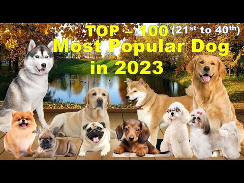 Top 100 Most Popular Dogs in the Philippines, Rank 21st to 40th., Part 4 of 5