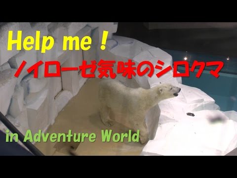 Please help me !  Polar bears like Neuroses in Adventure World