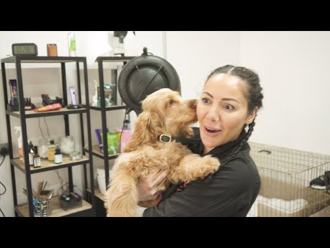 Dog Grooming: How to introduce puppies to grooming | Tips