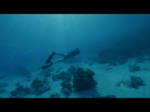 The Prince and Princess of Wales go diving with 2021 #EarthshotPrize winner Coral Vita