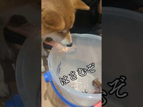 続続・柴犬とカニ #柴犬スティーブ #アテレコ #犬猫アテレコ