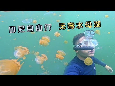 "Indonesia Papua" Episode 3: This lake is full of non-toxic jellyfish, the salad should be delicious