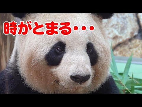 🐼【癒し神降臨】良浜の「時が止まる」瞬間に会場騒然！⏳💖