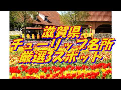 29【滋賀県】チューリップの名所＜3選＞