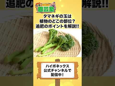 玉ねぎとニンニクの追肥【園芸の基本】玉ねぎとニンニクの追肥について徹底解説！🧅〜11月からの追肥管理がポイント！🔥〜