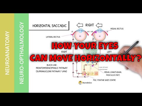 Horizontal gaze eyes movement | Neuroanatomy & Clinical Corrrelations | Neuroaholics