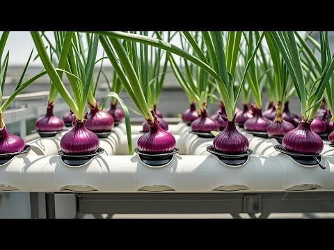 Grow Purple Onions in Plastic Bottles: Easy Balcony Gardening Hack