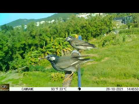 一對灰椋鳥也來鷹架棲息.