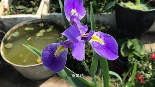 植物篇——鳶尾花。Plant articles - irises.