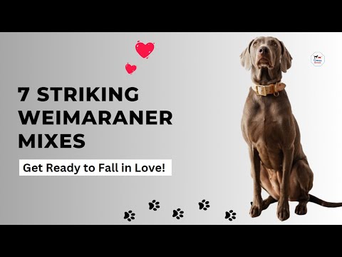 Weimaraner Mixes: 7 Striking Crossbreeds You love