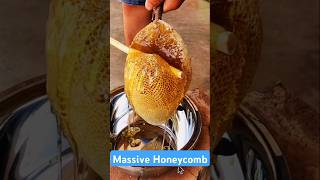 Extreme Honeycomb harvesting 🍯| Harvesting honey from beehive EP237 #trending #shorts #satisfying