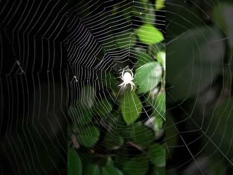 Beautiful Spider Web! 美麗的蜘蛛網! #nature #wildlife #spider